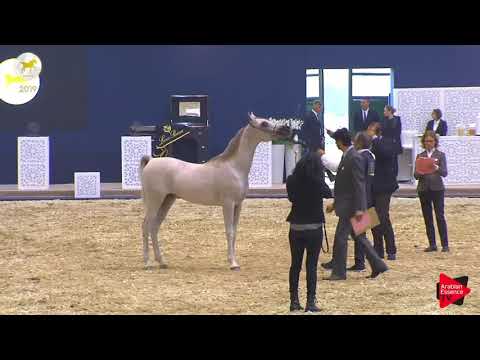N.32 FA NILESAKR - SEWC 2019 - Yearling Colts (Class 4)