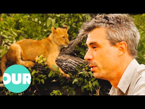Meet The Man Saving African Lions | Lion Country Ep1 | Our World