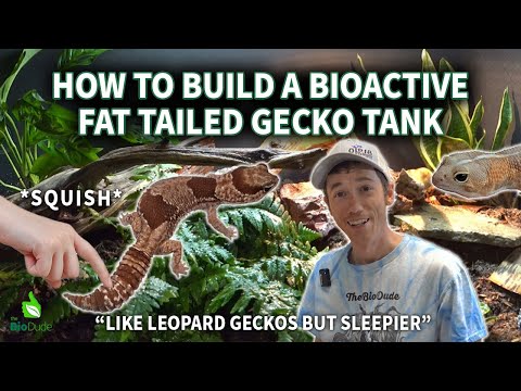 Gekon tlsto-chvostý africký (Hemitheconyx caudicinctus) — bioaktívne terárium