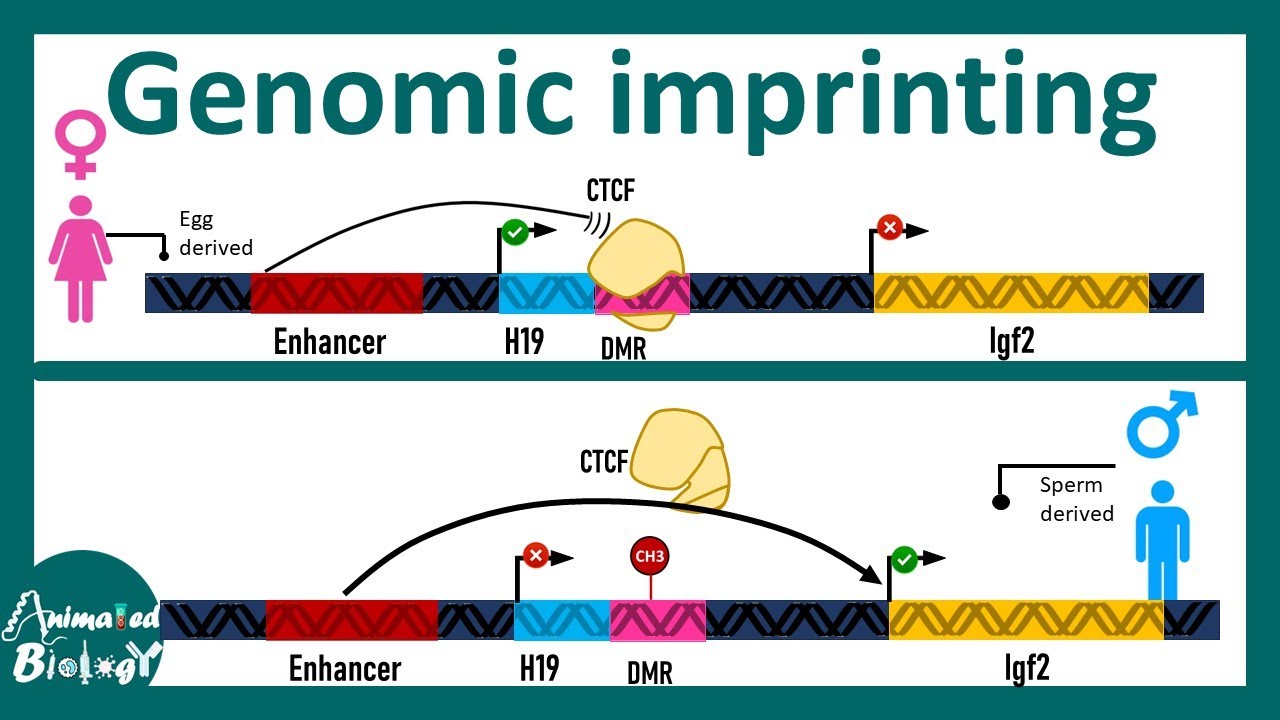 Genomic Imprinting | How  genomic Imprinting works at molecular level ?