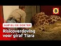 Giraf Tiara wordt verdoofd | Komt een aap bij de dokter | Omroep Brabant