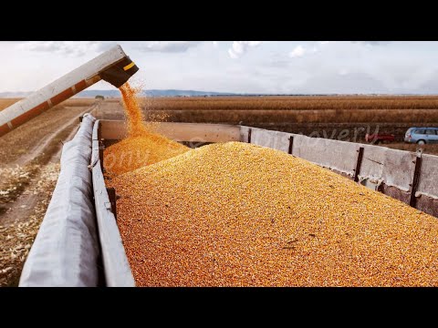 American Farmers Produce 383,9 Million Tons Of Corn This Way - American Farming