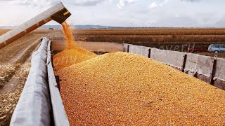 American Farmers Produce 383,9 Million Tons Of Corn This Way - American Farming