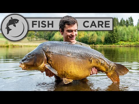 How To Handle Big Fish For Catch and Release - Carp Care Guide
