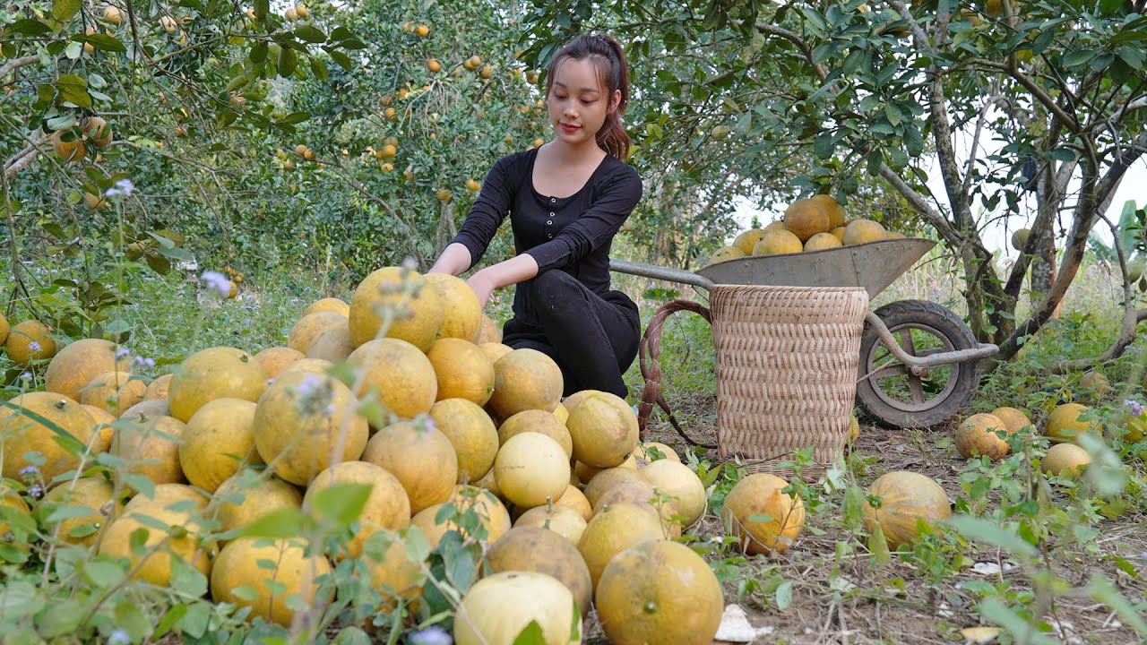 [4KUHD] Harvest Grapefruit To Sell To Traders And At The Market, Process Grapefruit Desserts