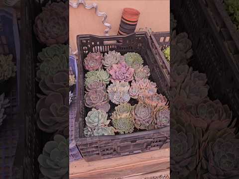 PEDIDO DE SUCULENTAS DA IARA COLÔNIAS LINDAS. #suculentas #plantas #flores