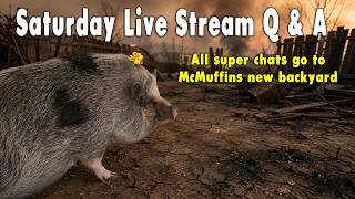 Saturday live stream