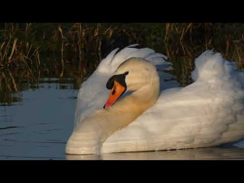 Estados ánimo - Ternura, Un año de cisne