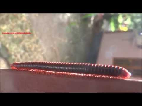 Mnohonôžka hrdzavá (Trigoniulus corallinus) — terárium, kŕmenie a správanie