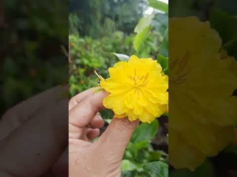 8/9 gl ca nha cây dáng long cúc rin bông bự đẹp đế đẹp giá 1tr lh sđt 0359181272