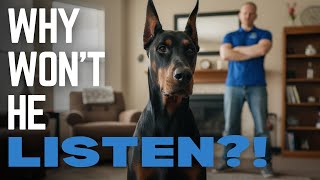 Why Your Doberman Isn't Stubborn — They're Mentally Burned Out