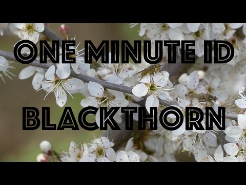 Blackthorn. Prunus Spinosa. An Army of Thorns. One Minute ID