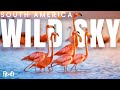 Wild Sky South America Animal Planet In Hindi Wildlife Documentary In Hindi