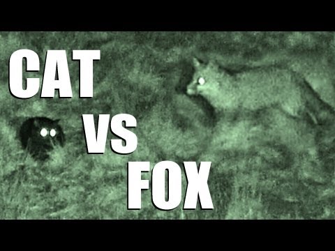 Fieldsports Britain – Cat vs Fox – night vision in action Fieldsports Britain – Cat vs Fox – night vision in action