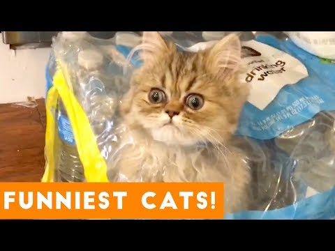 Try Not to Laugh Ultimate Cat and Kitten Compilation | Funny Pet Videos