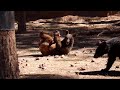 Bearizona Arizona S Thrilling Drive Thru Wildlife Park