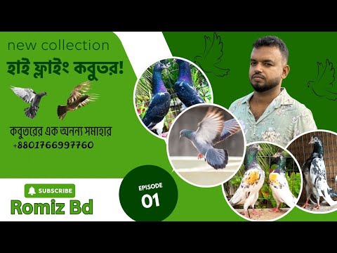 Best quality pigeon collection ।। হাই ফ্লাইং  কবুতর #pigeon 