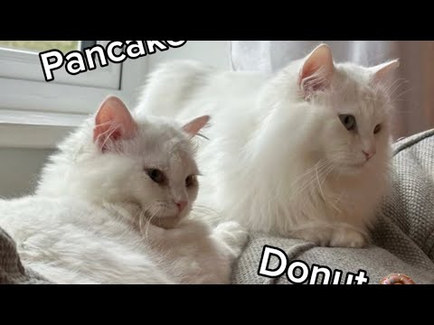 How to tell Donut and Pancake apart with the D.O.N.U.T system
