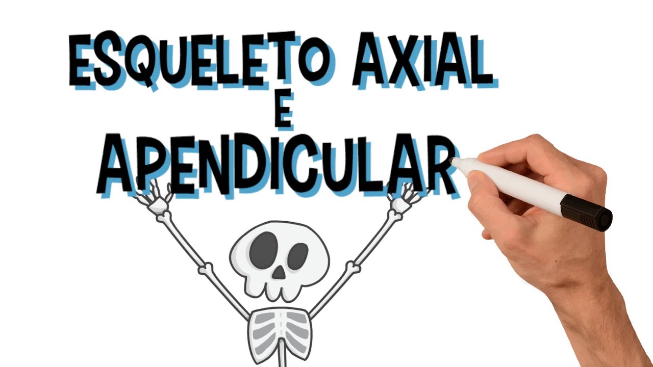 Esqueleto Axial e Apendicular| Diferenças | Divisão e Principais Funções| Animação