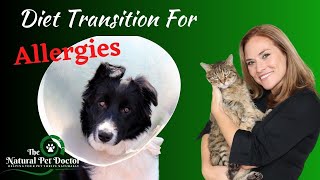 How To Transition From Kibble to Raw Food Diet for Allergy Dogs with Dr. Katie Woodley
