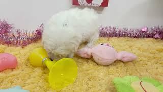 ハーフ犬の動画01