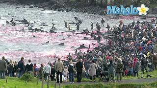 Calderon Dolphin Slaughter in Denmark