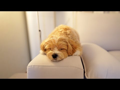 혼자 잘 자는 강아지`