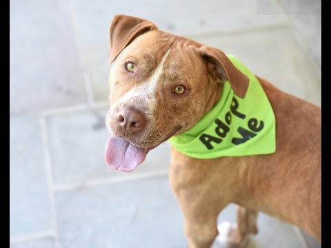 Bueller, an adopted American Staffordshire Terrier in Mendham, NJ_image-1