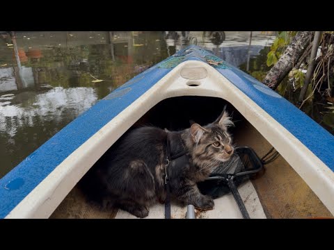 Today was Louis Jr’s First Kayak Adventure!!!  🛶😸😍