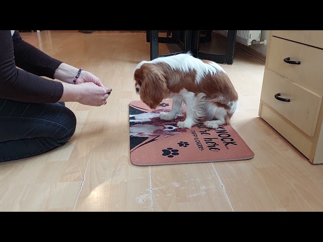 Cavalier King Charles cachorro en venta