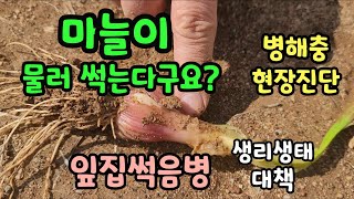 마늘 병해충 현장진단 잎집썩음병 춘부병