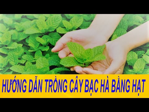 , title : 'Bật mí cách trồng cây bạc hà bằng hạt đơn giản ngay tại nhà | Hướng dẫn trồng bạc hà'