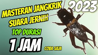 Download lagu SUARA JANGKRIK JERNIH DURASI 1JAM UNTUK MASTERAN BURUNG / PENGUSIR TIKUS mp3 Download lagu SUARA JANGKRIK JERNIH DURASI 1JAM UNTUK MASTERAN BURUNG / PENGUSIR TIKUS mp3