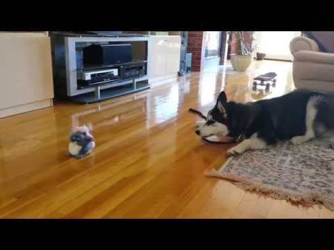 Funny Siberian Husky Puppy Scared by a Talking Toy Video