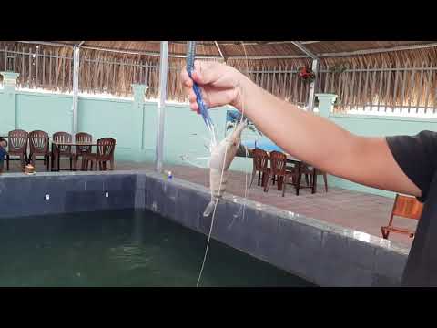 Câu tôm giải trí ở cafe Suối Tôm Bình Trị tân bình Dĩ An Binh Dương mả 35 | shrimp fishing