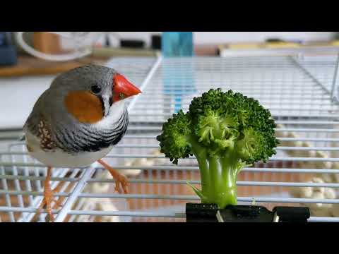 Zebra Finch eating its veggies