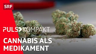 CBD und THC: 4 Tipps für den medizinischen Einsatz von Cannabis | Puls kompakt |