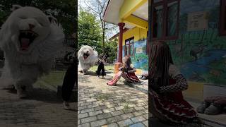 Download lagu Alika dikejar can macanan lapor kedok cantik rika mp3