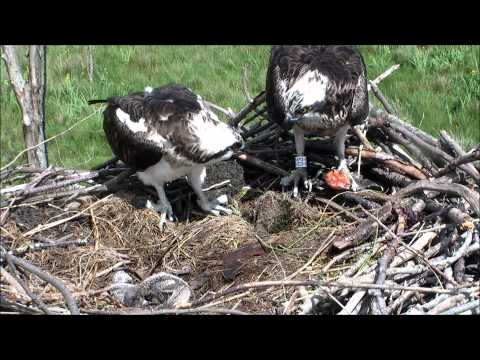Nora reluctant to feed the chick