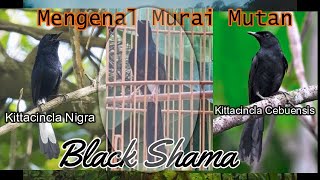 Download lagu BLACK SHAMA, Murai Mutasi yang unik dan langka mp3 Download lagu BLACK SHAMA, Murai Mutasi yang unik dan langka mp3