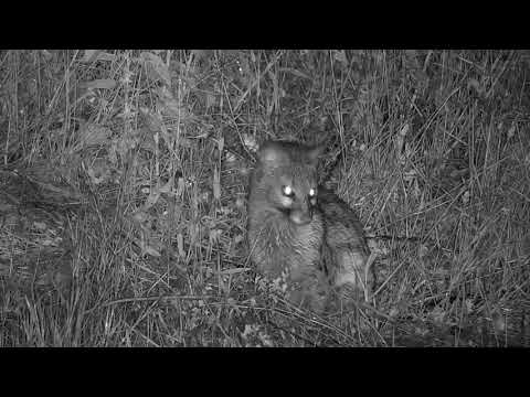 Djuma: Genet-Pt:2 - 20:35 - 02/12/21