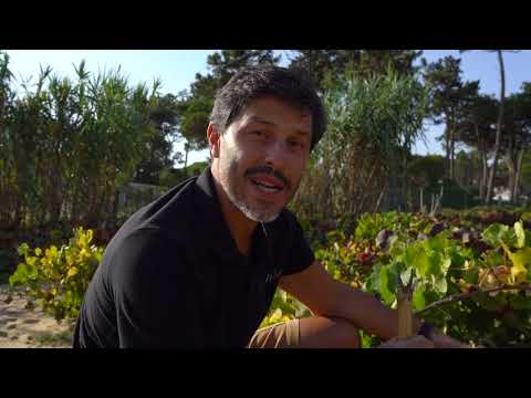 Vindimas 2022 - Colares | Hélder Cunha Winemaker - Powered by Cascas Wines