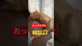 it's a cat.猫です！どんな姿も愛おしい猫。#多頭飼い #茶トラ#kitten #猫のいる暮らし #ねこのいる生活