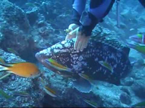 Madeira Nationalpark Garajau, Madeira/Funchal,Portugal