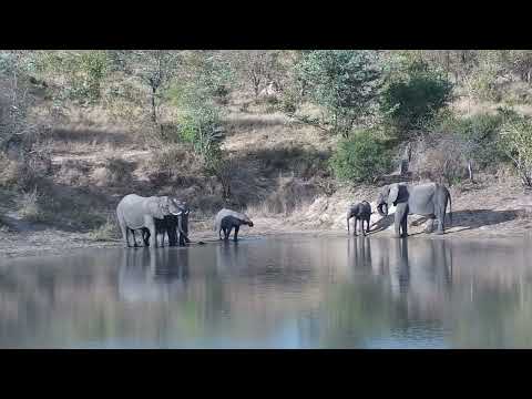 Djuma: Small Elephant group drinks at the dam - 15:47 - 06/28/2023