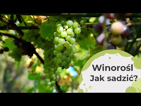 , title : 'Winorośl - Jak sadzić? Stanowisko, podłoże i nawożenie'