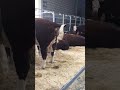Cow Poo Subscribe Shorts Cow Weird Disgusting Funny Poop Viralshorts Viralvideo Viral
