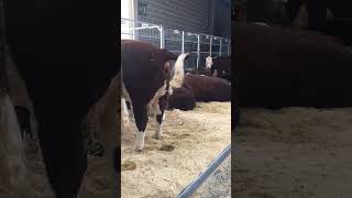 Download lagu Cow poo #subscribe #shorts #cow #weird #disgusting #funny #poop #viralshorts #viralvideo #viral mp3