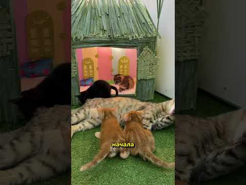 Как Мужчина Завоевал Доверие Кошки