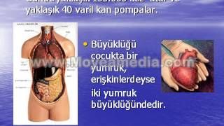 2 B SINIFI Vücudumuz